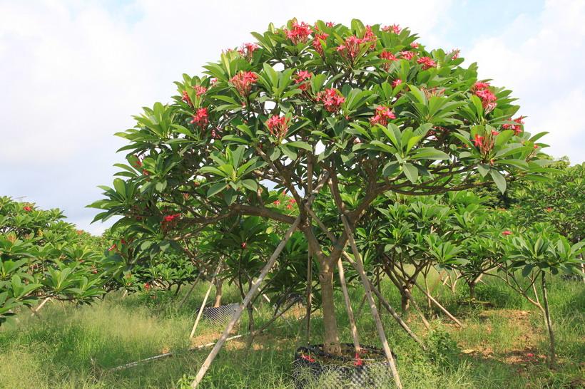 白边黄心鸡蛋花苗红花鸡蛋花苗黄花高1米左右当年开花苗不含盆