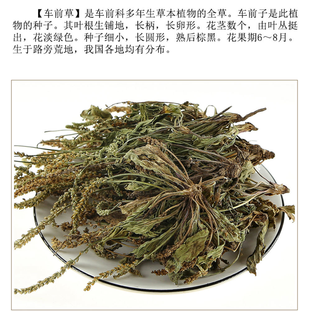 海金沙药理作用图片