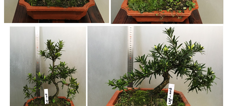 罗汉松盆景图片价格表