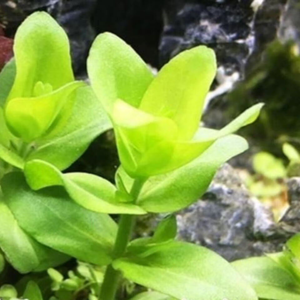 皇冠草水草 鱼缸水族箱造景水景装饰天然真水草活体植物大皇冠草 绿