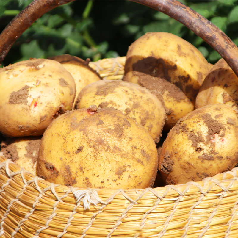2021年甘肃洋芋定西土豆高山新鲜马铃薯3斤黄心新土豆自种3斤迷你小