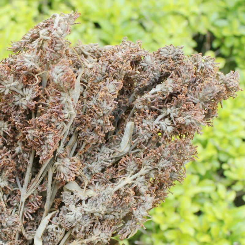 有仁堂染饭花 密蒙花 植物黄香花 云南密蒙花茶 五色米七彩米染料 500