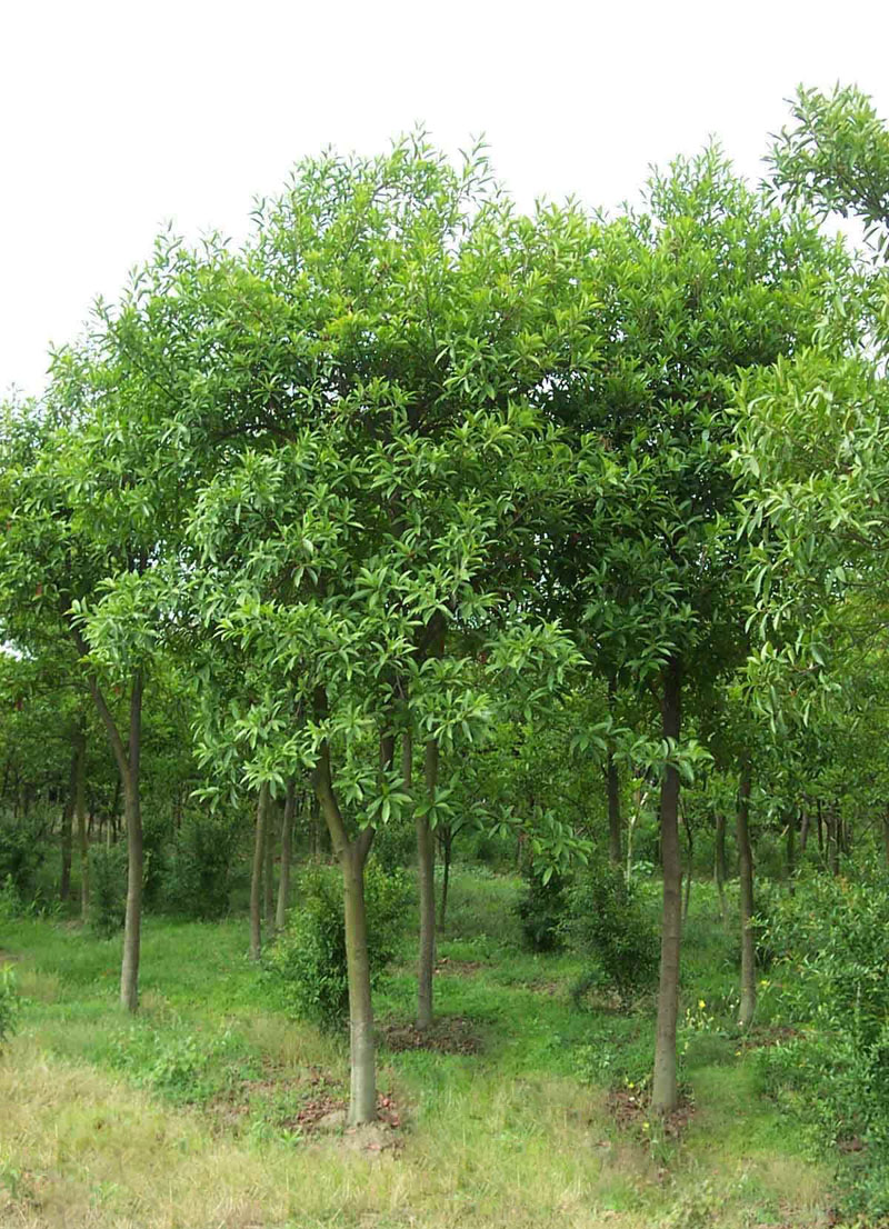 小叶杜英树苗 速生行道绿化苗木 尖叶山杜英 胆八树 小苗大苗 高度60