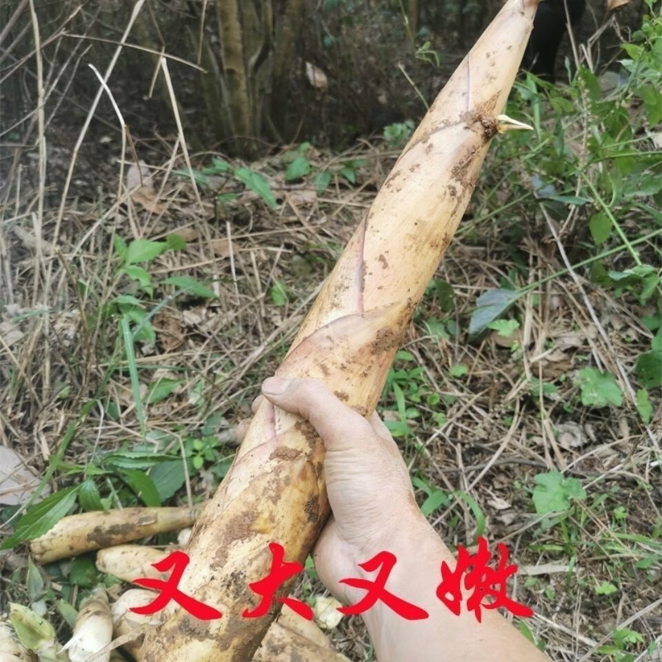 苦筍新鮮苦竹筍廣西野生現挖春筍甜苦筍煲雷筍甘筍清水苦筍2022去殼