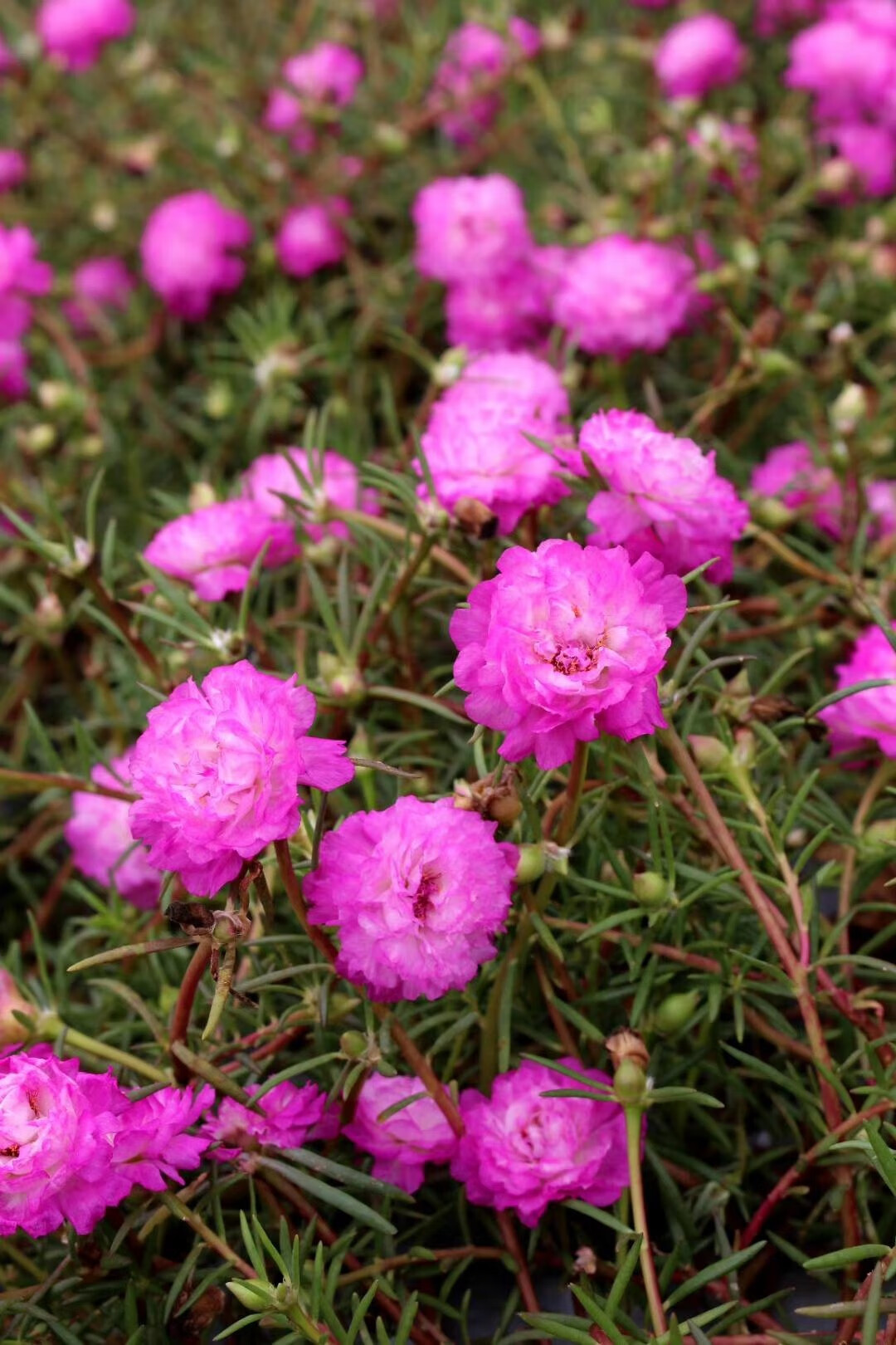 重瓣太阳花苗宿根多年生混色植物花卉易活盆栽四季开花庭院带花苞