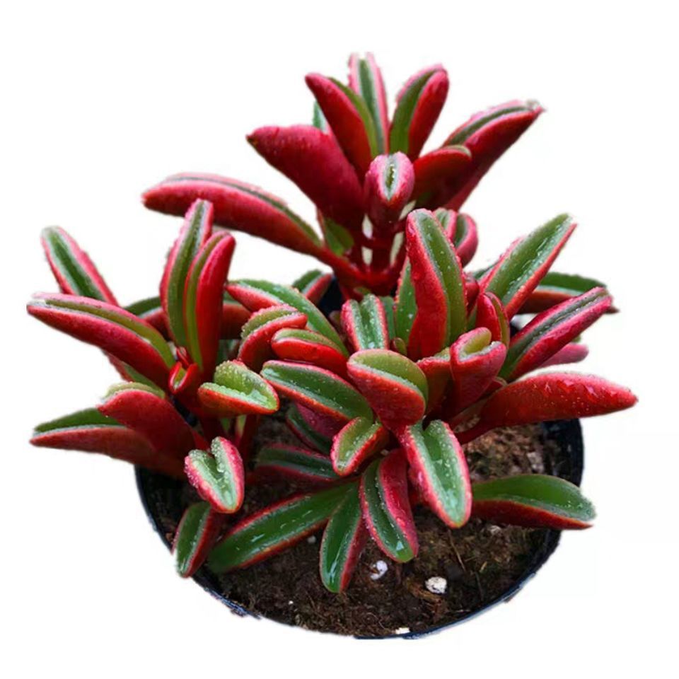 多肉植物红背椒草吸财树老桩盆栽防辐射净化空气吸甲醛稀有贵货大红背