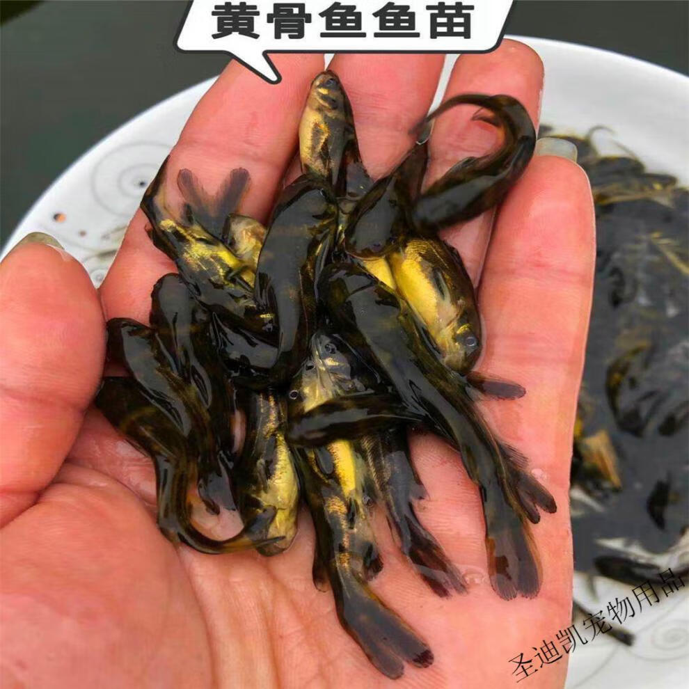 【店铺】淡水养殖活体黄颡鱼苗黄辣丁鱼苗黄骨鱼苗嘎牙子小鱼苗 黄辣