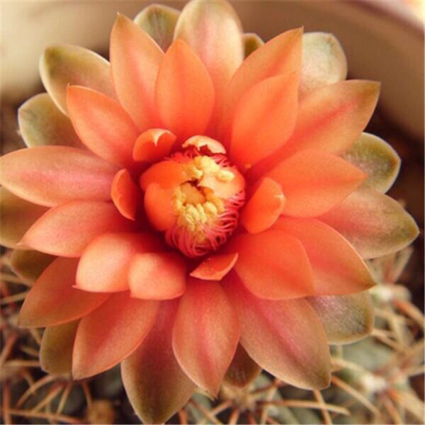 绯花玉仙人球带花苞绯花玉小盆栽桌面绿植防辐射多肉植物室内开花 6