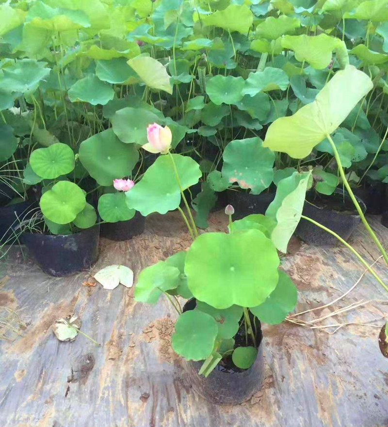 正宗大型荷花种藕池塘荷花苗盆栽水养碗莲花睡莲四季水培花卉植物yy