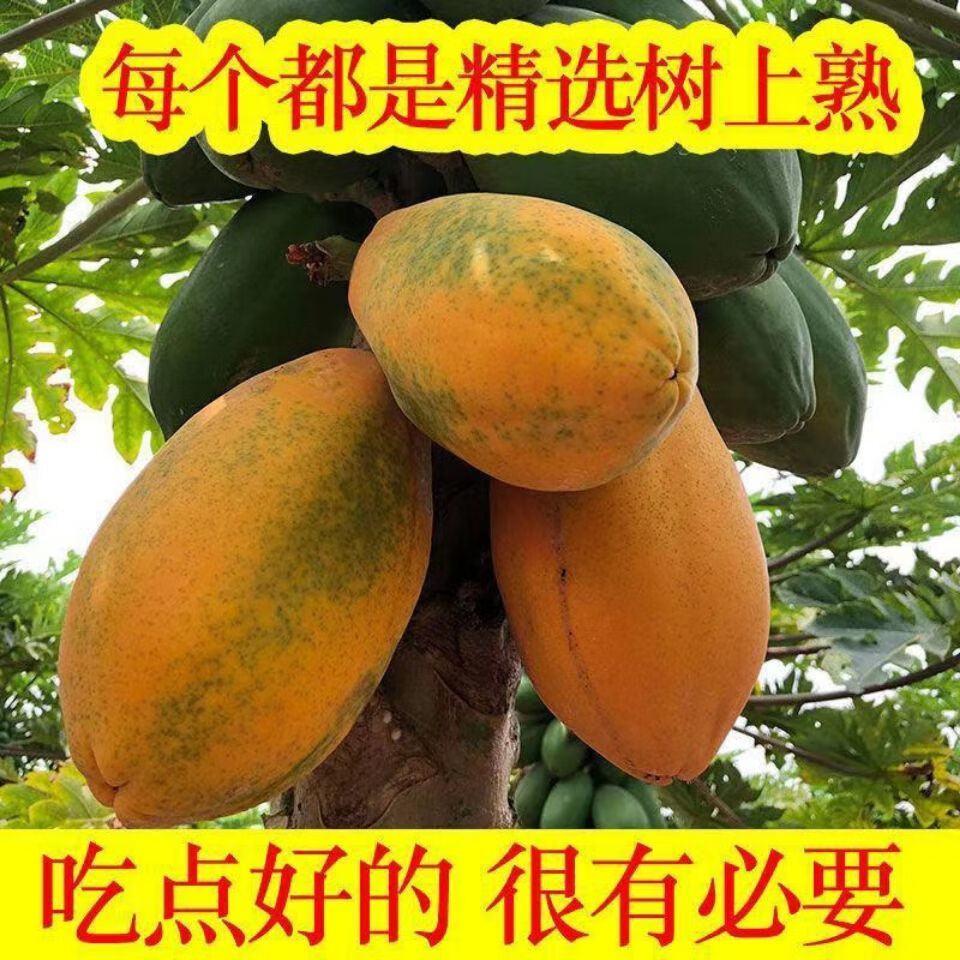 广东特产雷州冰糖红心木瓜树上熟当季热带新鲜水果现摘现发带箱9510斤