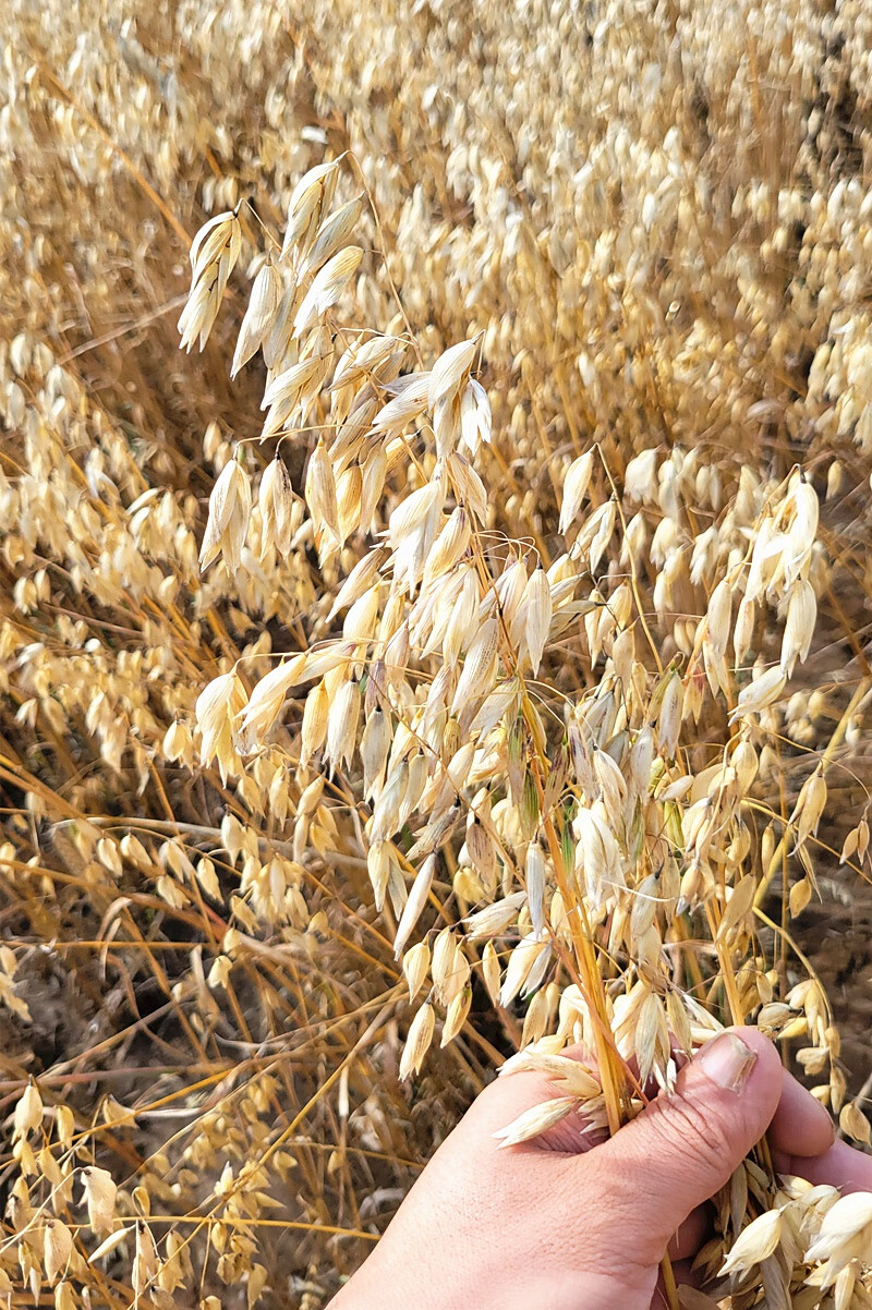 莜面粉纯莜面攸面燕麦筱莜麦面张家口 阿巴香5斤纯莜面【图片 价格