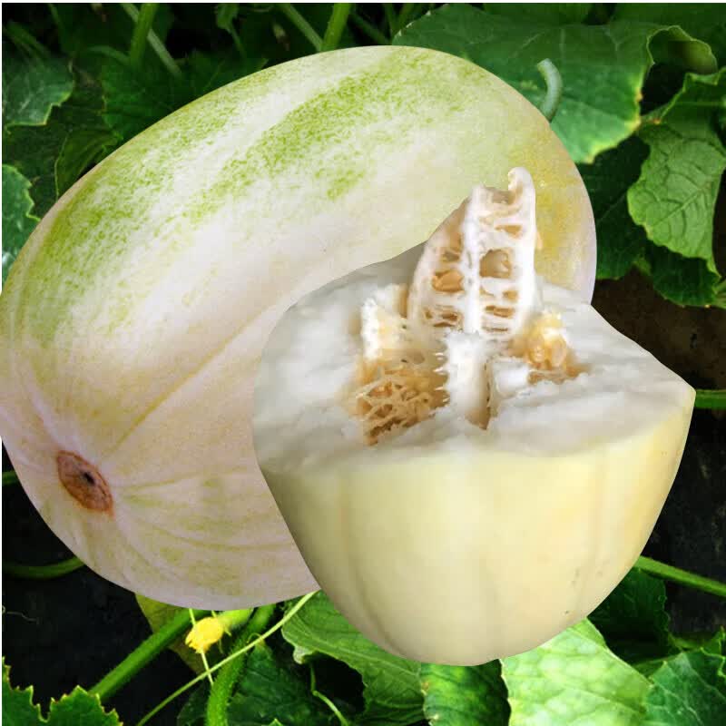 适用于冰翡翠甜瓜种子羊角蜜香瓜种籽酥白沙蜜伊丽莎白四季春季水果种