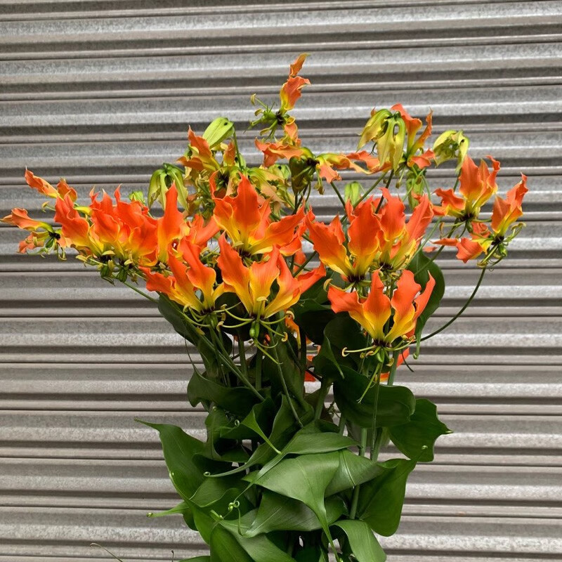 森润鲜花日本进口花材日本红嘉兰5支