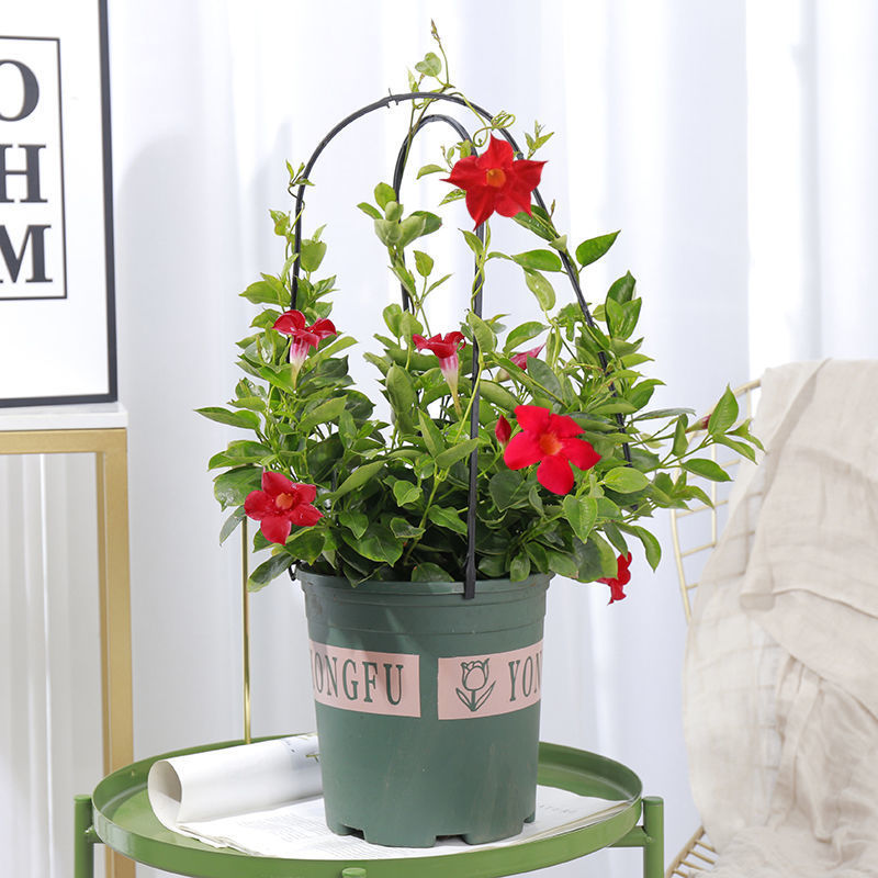 芊阙轻奢芊阙万里飘香藤盆栽室内花卉绿植物客厅四季开花盆景万里飘香