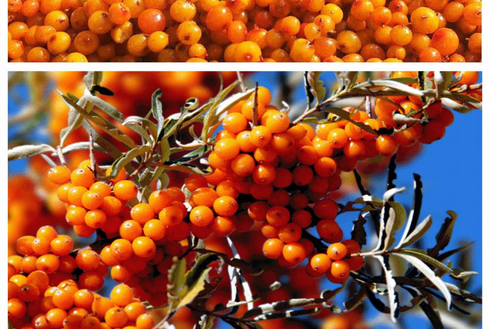 沙棘果沙棘鲜果山西吕梁沙刺果酸刺果醋柳果酵素榨汁沙棘果2斤