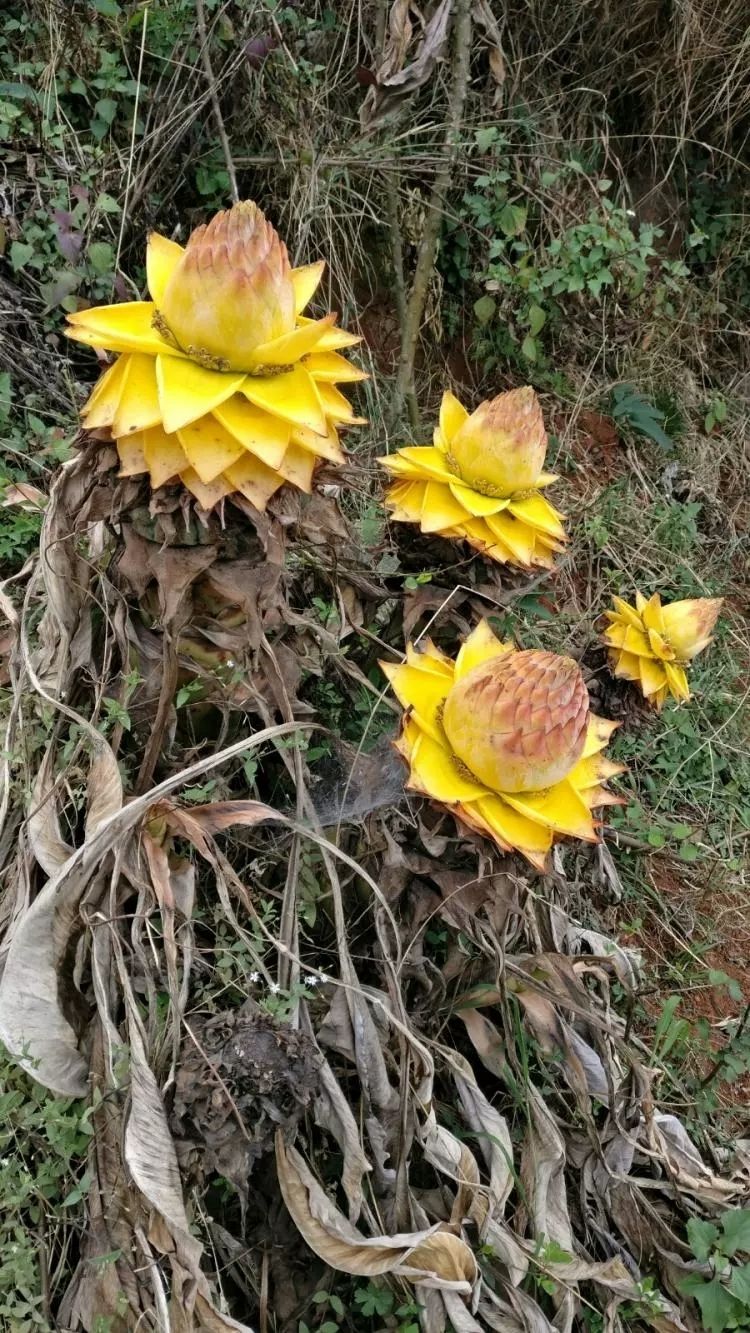 地涌金莲地涌金莲瓣莲花植株佛花大型绿植物盆栽养不死的花地莲花懒人