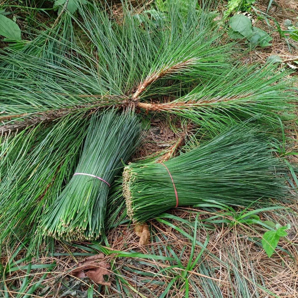 伟博新鲜野生饮用松针茶嫩松尖松针嫩芽松树嫩芽全松茶特级养生茶