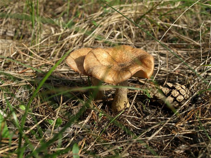 东北特产榛蘑菇小鸡炖蘑菇无根干货榛磨榛蘑丁食用菌500g