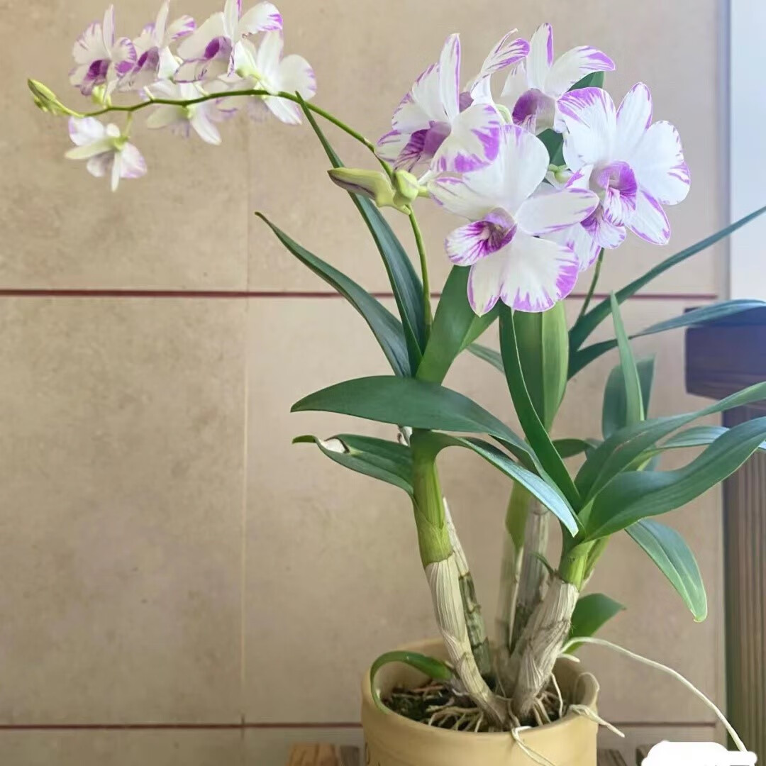 泼墨石斛兰盆栽室内阳台新手好养易活花期长日本秋石斛办公室绿植 红