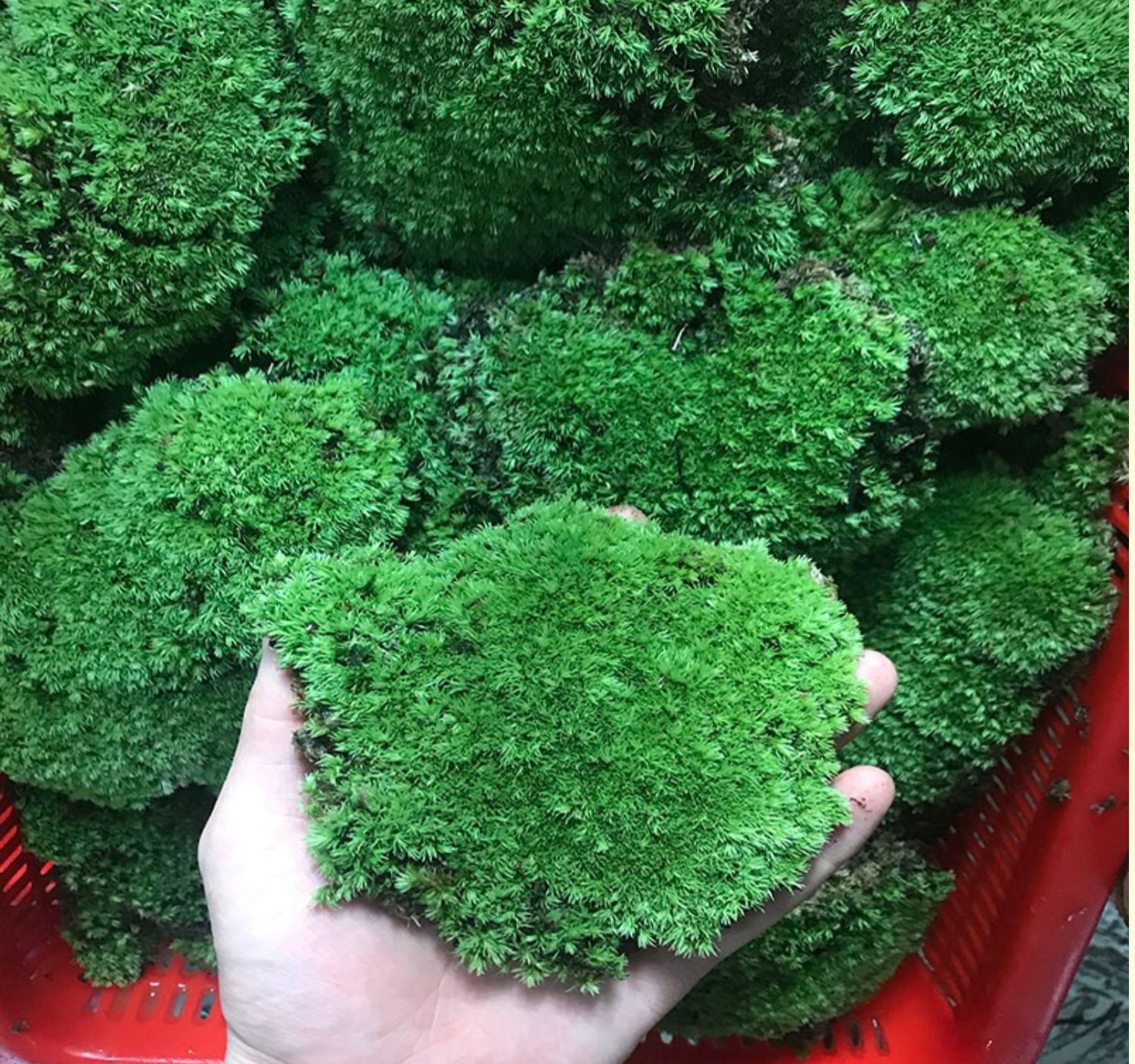 青苔 苔藓植物鲜活兰花铺面 盆景造景盆栽乌龟假山装饰白发藓n 恋石藓