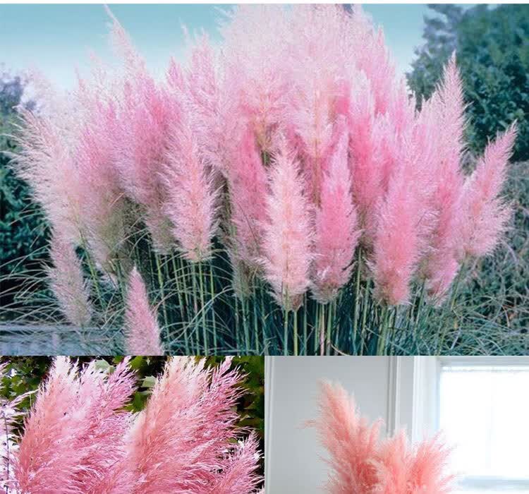 粉羽毛潘帕斯草种子白蒲苇盆栽粉黛乱子草观赏兔尾巴草 白羽毛潘帕斯