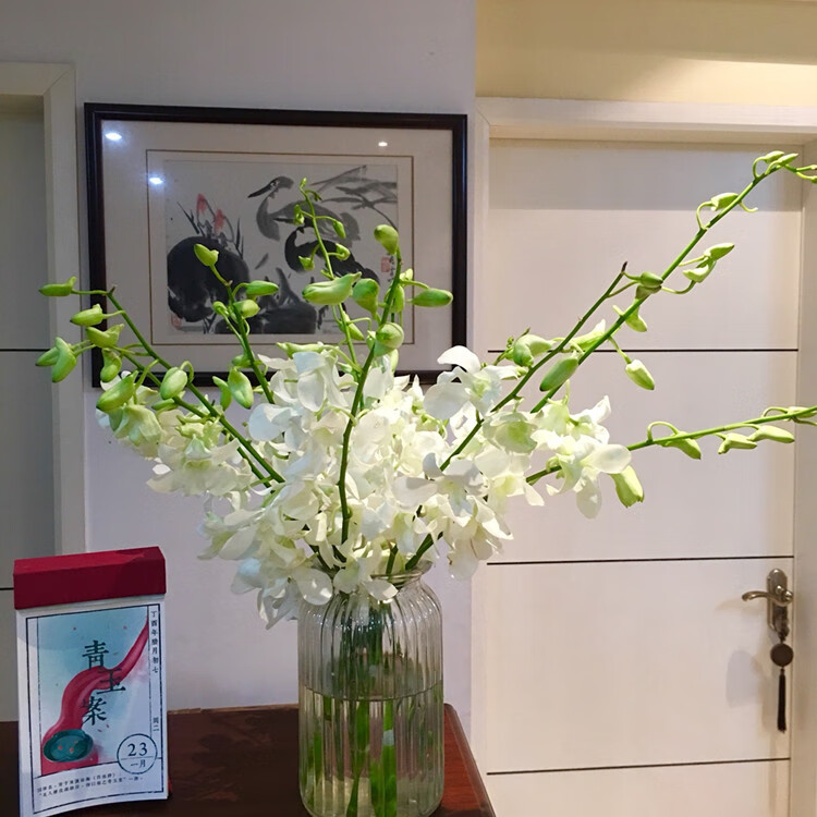 鲜花洋兰杨兰千代兰万代兰插花装饰泰国洋兰 洋兰(白色12支)