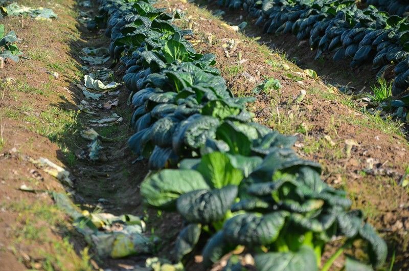 温州油冬菜 2500克5斤一份 特有的新鲜蔬菜青菜老家味道 温州油冬菜