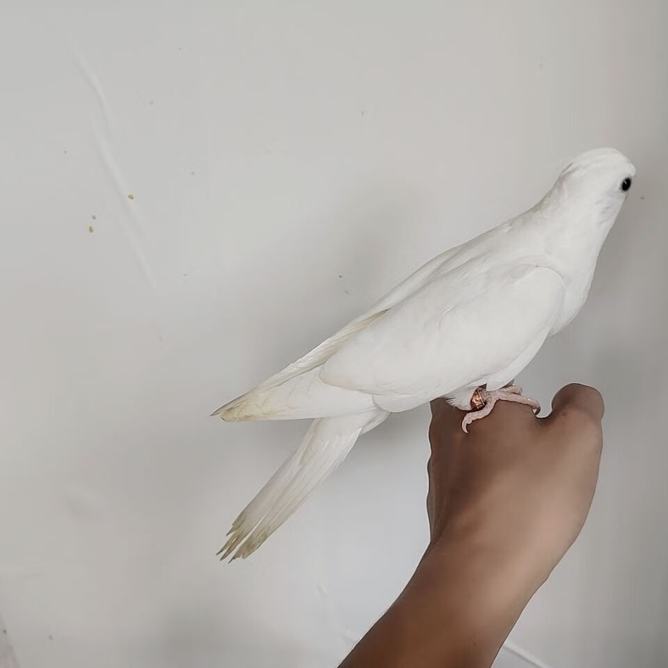 zxc白脸派特特色玄凤鹦鹉手养亲人自家繁殖白脸百趴喷点超高白脸超高