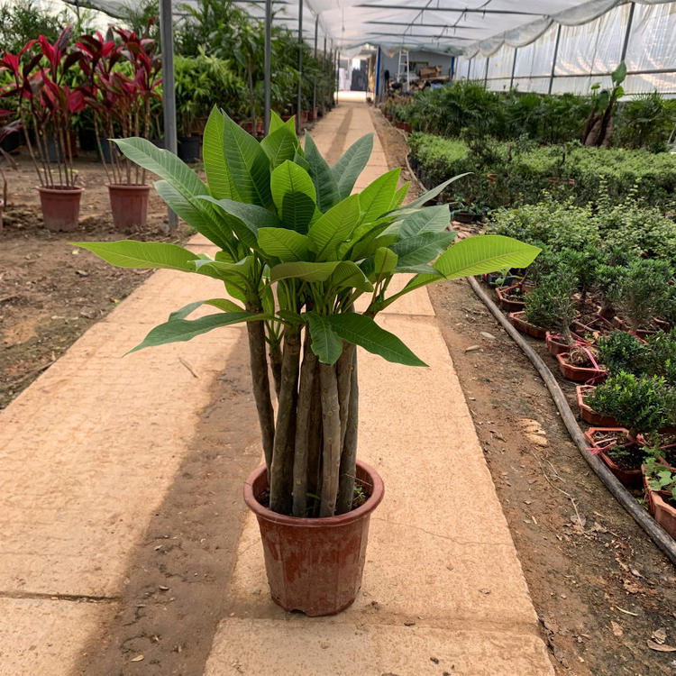 鸡蛋花苗 精品盆栽花卉鸡蛋花树苗名贵珍品 庭院植物 易成活h 紫粉色3