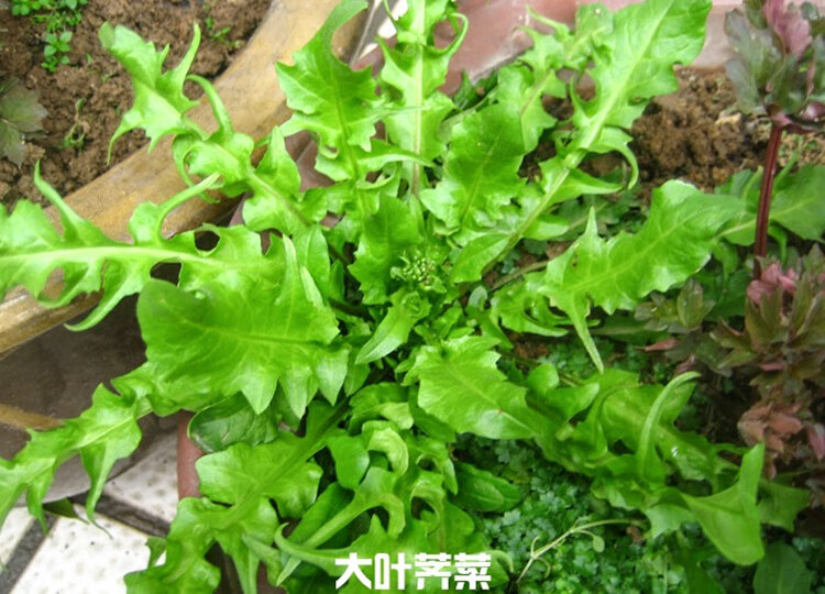 野生薺菜種子大葉薺薺菜野菜種子有機地菜四季播蔬菜種子芥菜種子