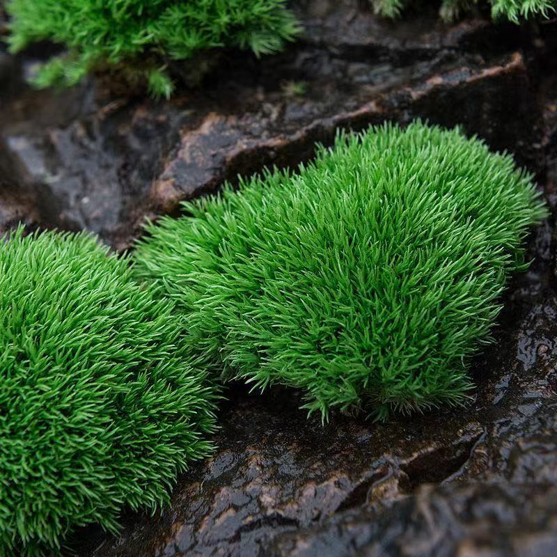 短绒苔藓朵朵白发微景观材料植物鲜活青苔藓水陆缸盆景铺面蒲草皮新鲜