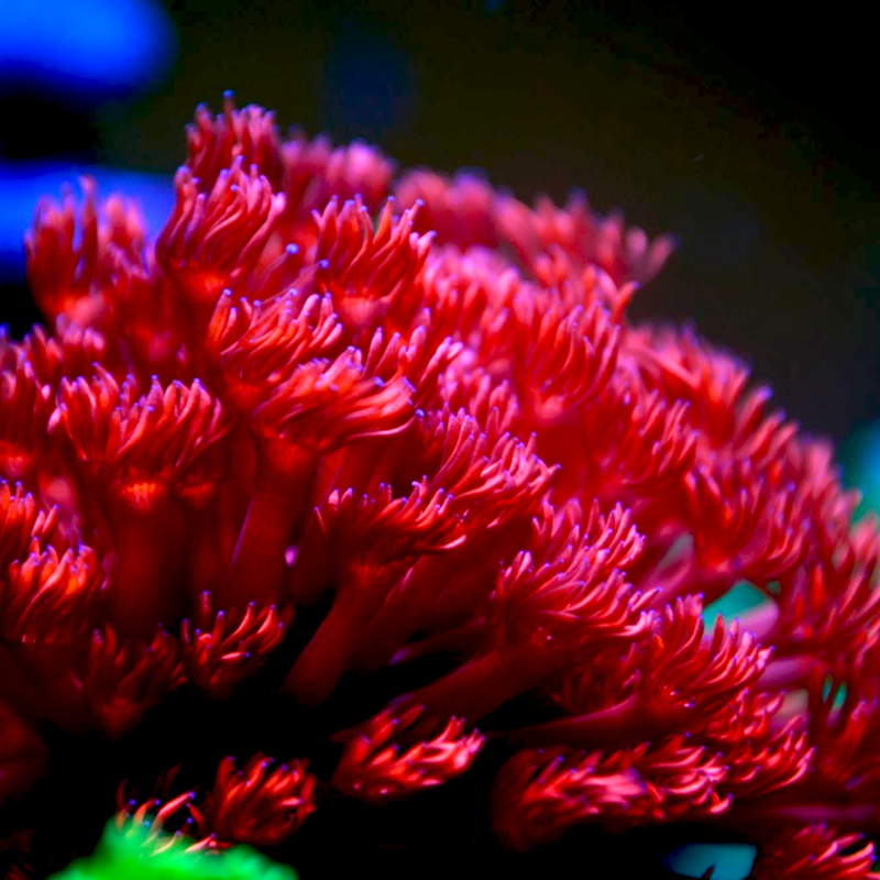 珊瑚活体活物红单包绿宝石花日本单苞茉莉花彩单包珊瑚软体lps家养