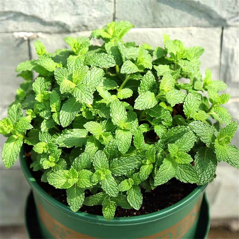 畅微 薄荷盆栽 新鲜可食用薄荷叶办公室内盆栽绿植薄荷草 一盆【图片 