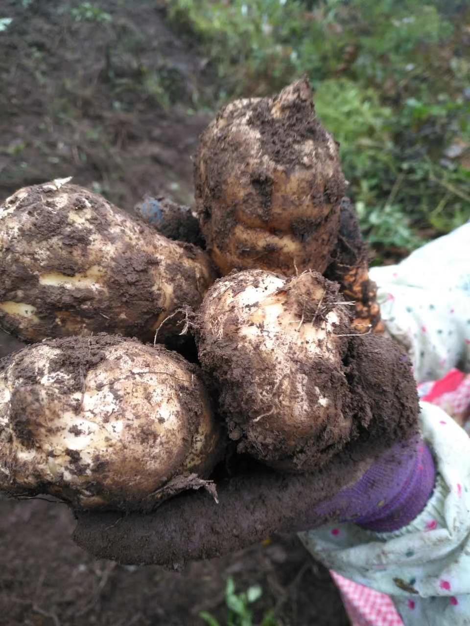 云南昭通正宗小草坝特级新鲜野生天麻深山农家头晕头疼现挖89个一斤