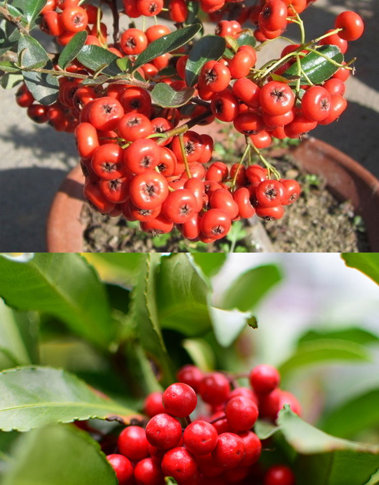 富贵子黄金万两盆栽火棘树苗沙棘盆景老桩吉祥果耐寒观果花卉盆景