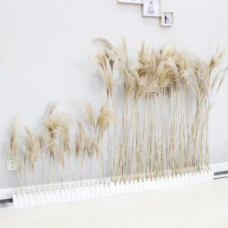 天然芦苇真干花仿真花客厅装饰狗尾巴草拂尘花拍照拍摄道具小花束sn