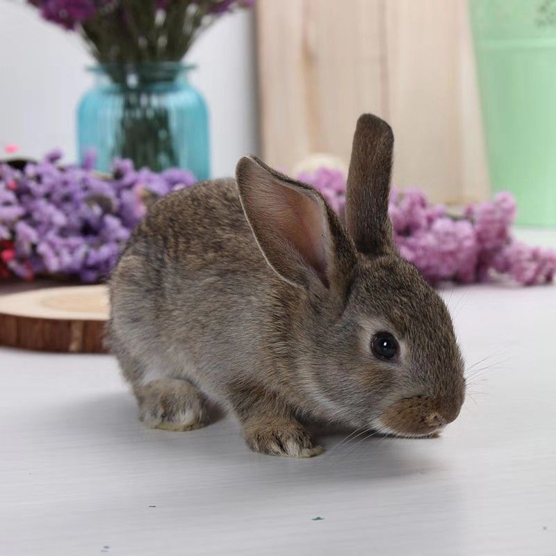 京选推荐兔子活大型肉兔子小白兔新西兰肉兔兔苗小兔子比利时肉兔青紫