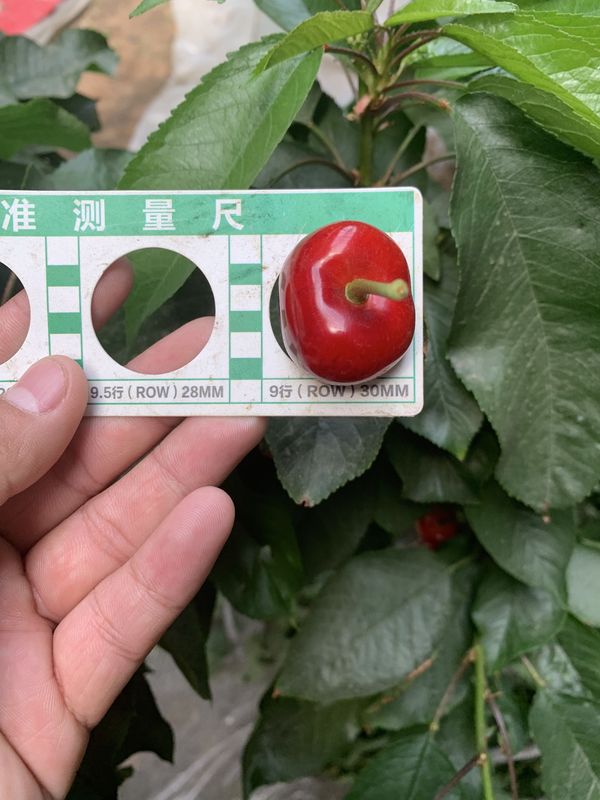 大樱桃苗南方北方种植水果树果苗当年结果 黑兰特(5年苗当年结果买21)