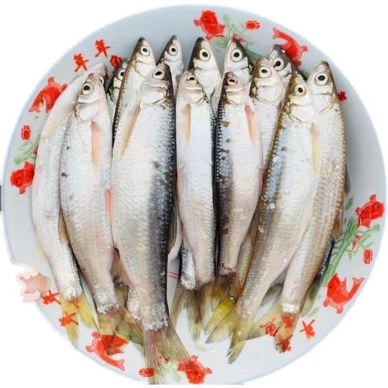 小白条鱼新鲜小河鱼刁子鱼餐条鱼淡水小杂鱼翘嘴鱼