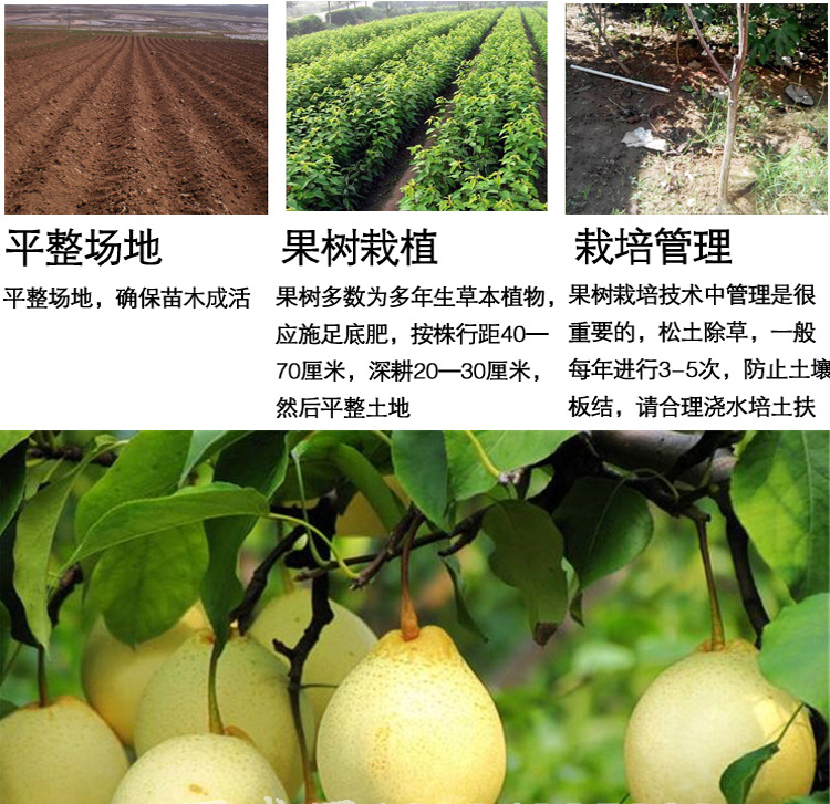 梨树果苗地栽南方北方种植当年结果早酥红梨特大果树苗嫁接梨树苗 丰