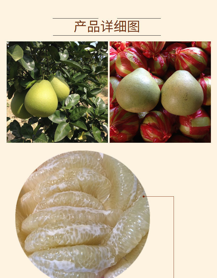 湖南怀化安江雪峰冰糖柚小苦柚雪峰柚柚子金兰柚2510斤一个尝鲜装114