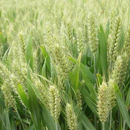 大颗粒小麦粒精选小麦子饱满煮粥磨面引钓鱼挂钩非常干净 大颗粒 小麦