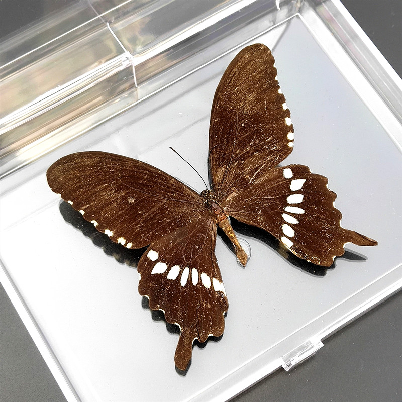 昆标本展翅标本盒蝶枯叶蝶青风蝶等褐色金裳凤蝶其他长方形尺寸独立