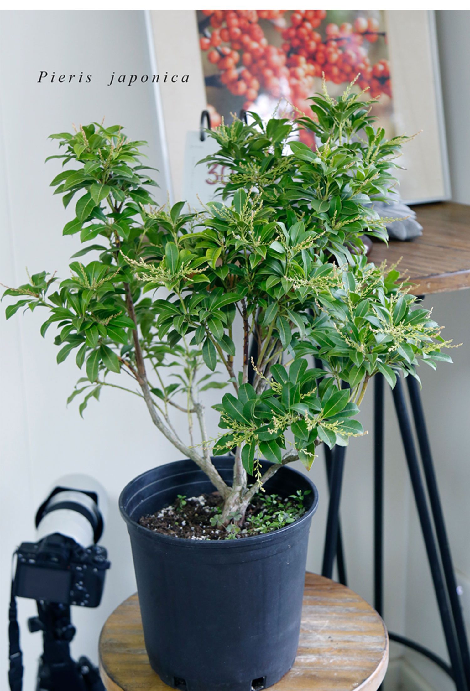 盆栽苗绿植植物带根吊钟花盆栽鲜切枝条树枝 9cm盆 观叶品种*2盆 简易