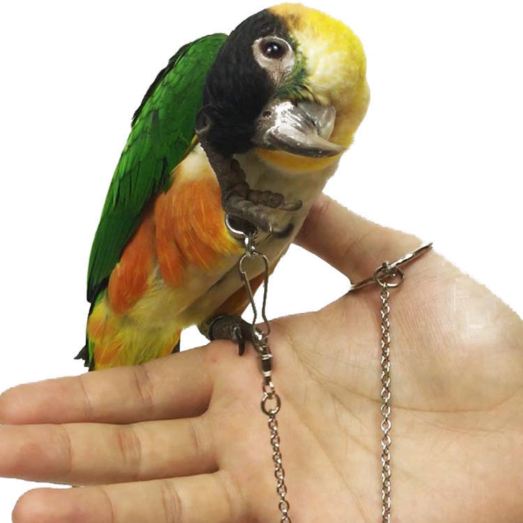 鹦鹉脚链虎皮牡丹玄凤八哥鹩哥鸟站架开口脚环用品用具拴鸟aseblarm 4