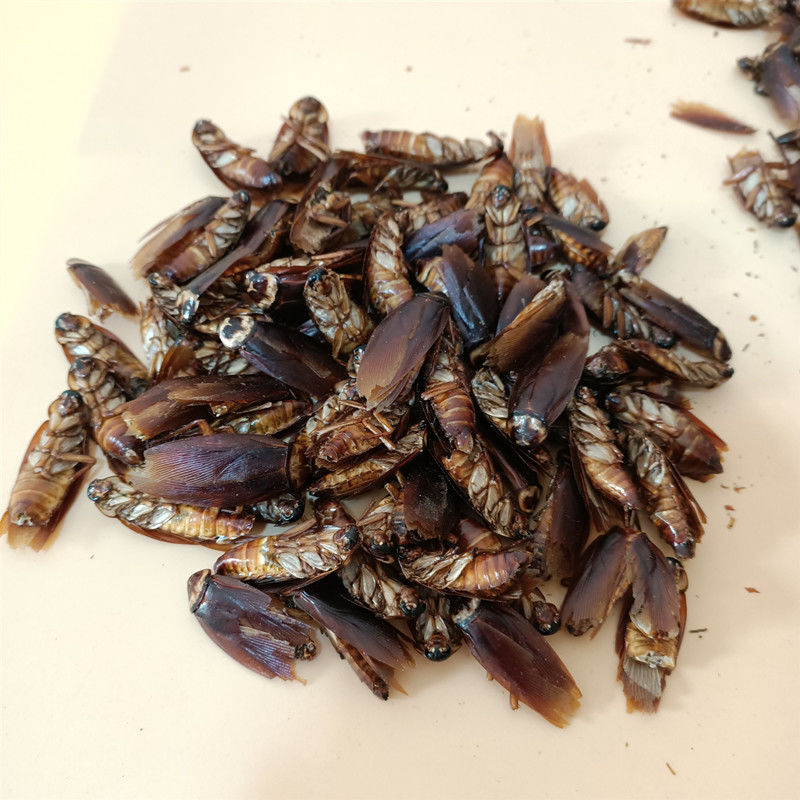 有仁堂蟑螂蟑螂干美洲大蠊蟑螂蟑螂虫干蟑螂粉50500克蟑螂干500克