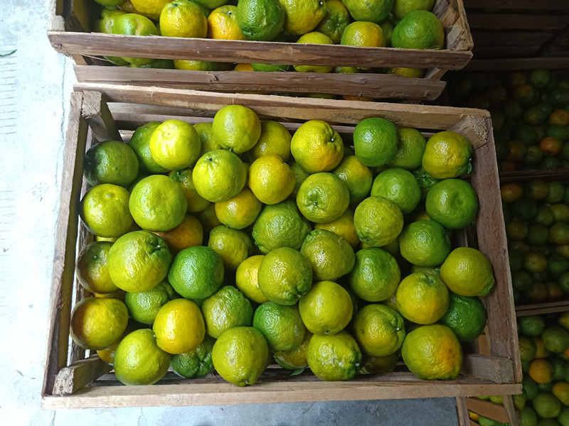 瓯柑特产苦桔农家新鲜水果苦桔子欧柑苦柑5斤