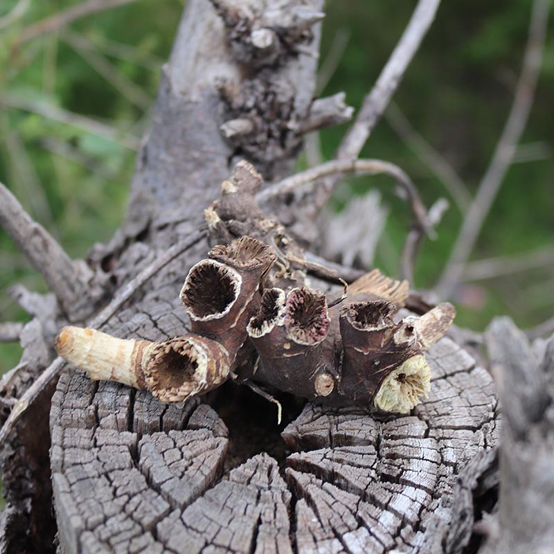 东北升麻野生窟窿芽根苦老芽根升麻粉无硫鬼脸升麻500g中药材【图片