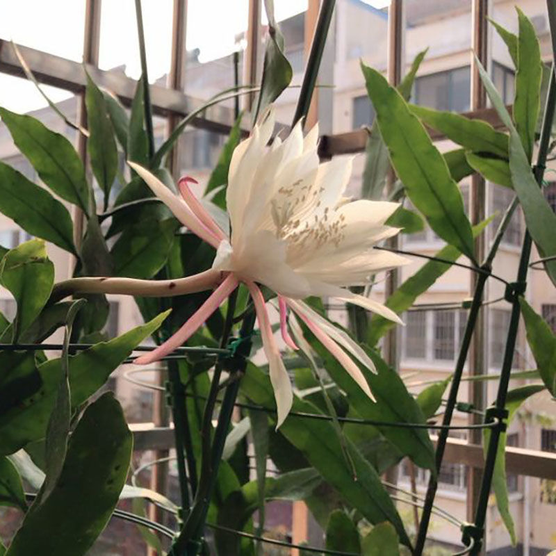 印尼小叶昙花办公室内净化空气吸甲醛灌木花卉盆栽仙人掌科开花多