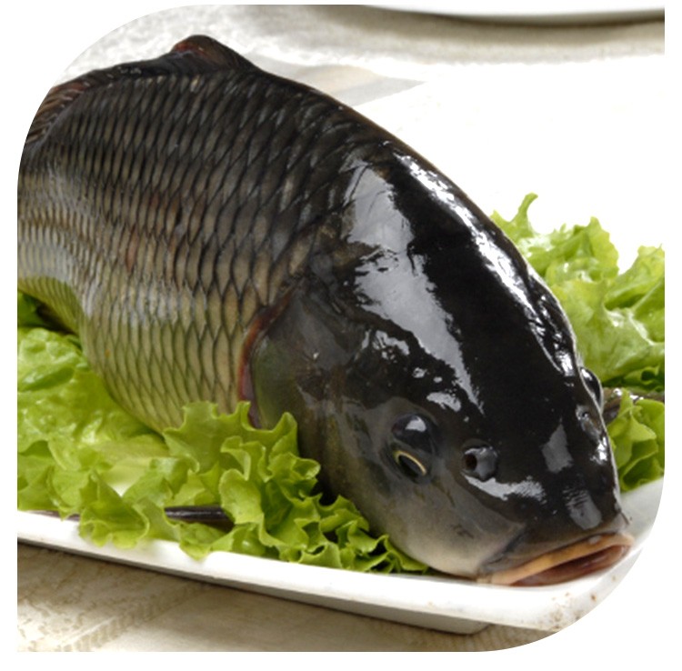 【顺丰空运】太朴有机会天然活水鲤鱼 河鱼 河鲜 淡水鱼 现捕现杀